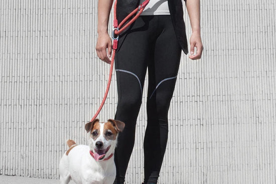 Laisse réfléchissante pour chien